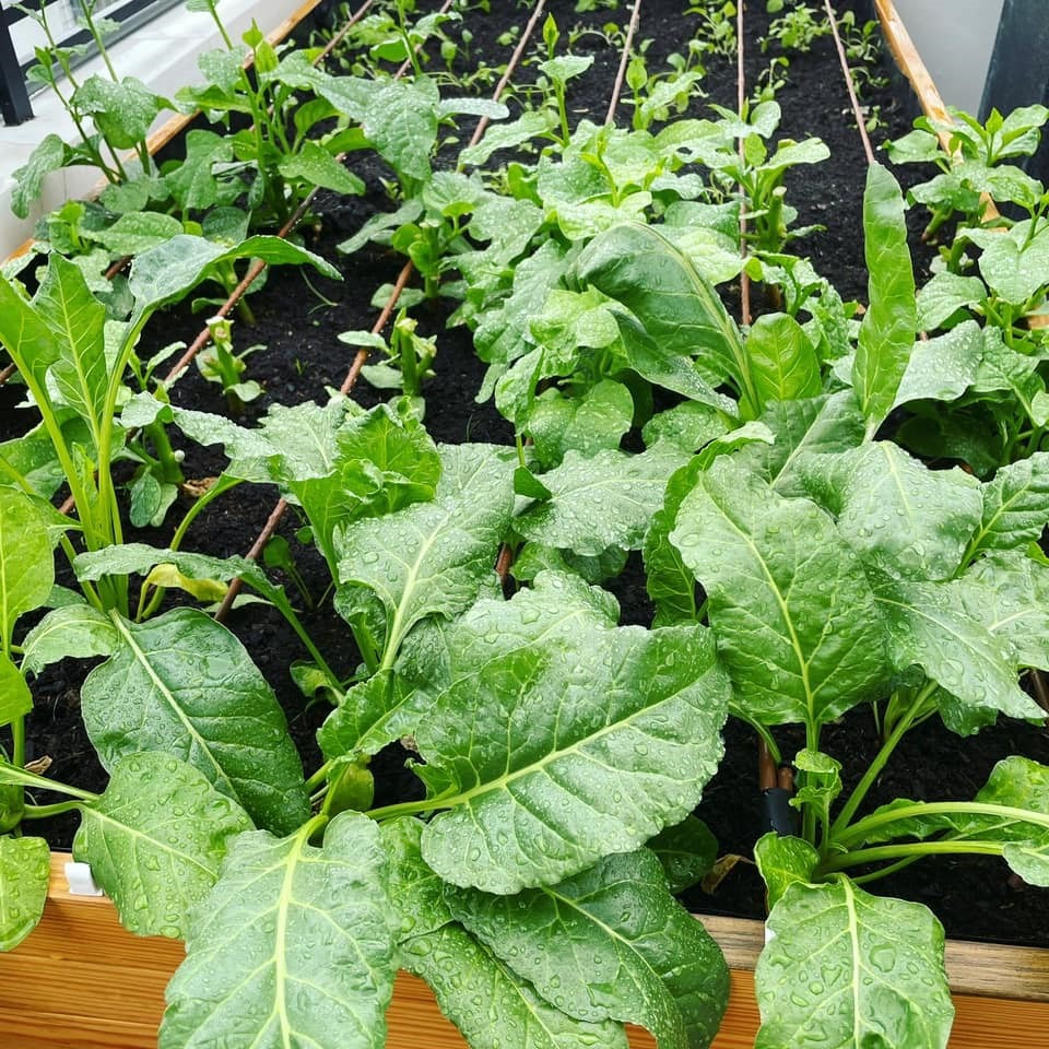 Bí quyết để có một vườn rau tươi tốt là bón phân hữu cơ, dịch trùn... theo tháng. Nguồn ảnh: FBNV