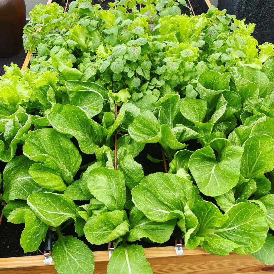 Một số loại rau được gia đình nam ca sĩ ưa chuộng như rau muống, rau đay, cà chua, các loại cải, tần ô, bầu, bí...