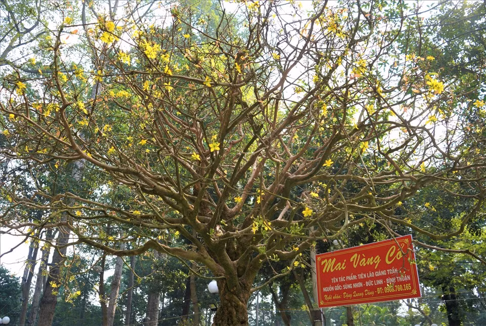 Xuất hiện tại Hội hoa xuân đầu năm nay ở Công viên Tao Đàn, TP HCM, cây mai cổ thụ "tiên lão giáng trần” có tuổi đời 100 tuổi thu hút sự quan tâm của đông đảo khách tham quan. Ảnh: Lao động