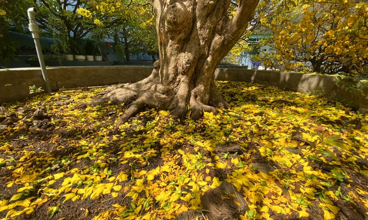 Phần thân "cụ" mai vàng nổi nhiều cục u và đường gân rất đẹp. Ảnh: Báo tin tức