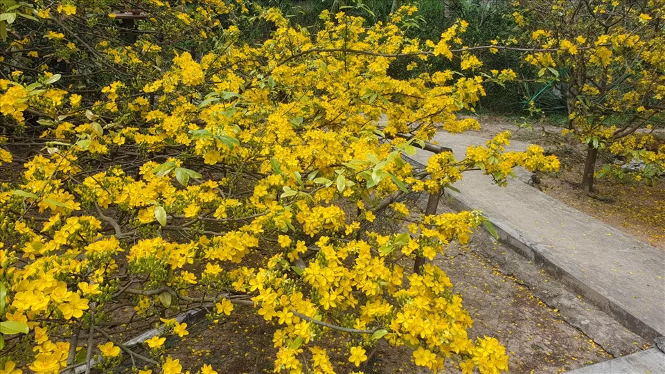 Đặc biệt, cây mai được trồng lúc ông từ mái đầu xanh đến nay tóc đã bạc trắng. Cây mai đã được khoảng 80 năm thì ông cũng chăm sóc nó tới 50 năm. Ông coi nó coi nó như một người thân trong nhà. Ảnh: Lao động