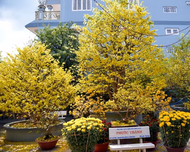 Ngo ngang “cu mai” tram tuoi dai gia doc tien ty cung khong mua noi