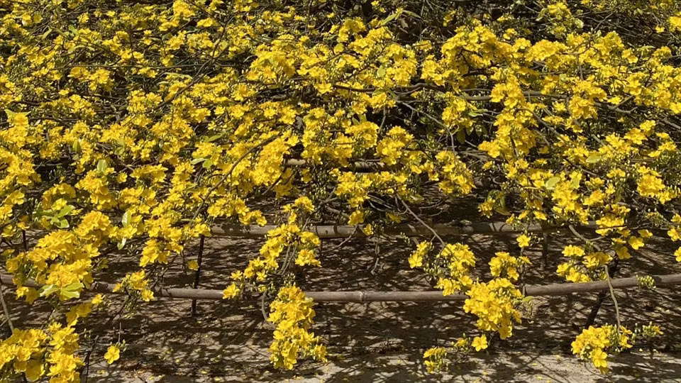 Các nhánh mai mọc đều và đan vào nhau như một tấm lưới khổng lồ tạo thành chu vi 50m bao trùm cả khoảng sân trước nhà. Ảnh: Lao động