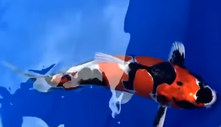 Chú cá Koi này có giá đắt như vậy là bởi thân hình hoàn hảo, nở nang nhưng vẫn giữ được nét thuôn dài, thanh thoát. Ảnh chụp màn hình