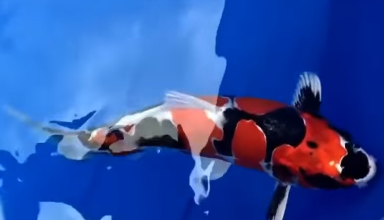 Chú cá Koi này có giá đắt như vậy là bởi thân hình hoàn hảo, nở nang nhưng vẫn giữ được nét thuôn dài, thanh thoát. Ảnh chụp màn hình