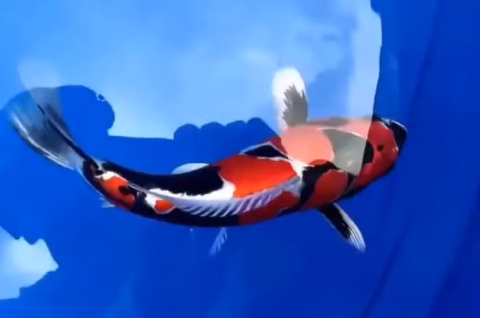 Trong cuộc thi Junior Koi 2017 tổ chức tại thành phố Ojiya, Nhật Bản, nhà vô địch đã thuộc về chú cá Koi Aoki Koi Farm. Ảnh: ishi