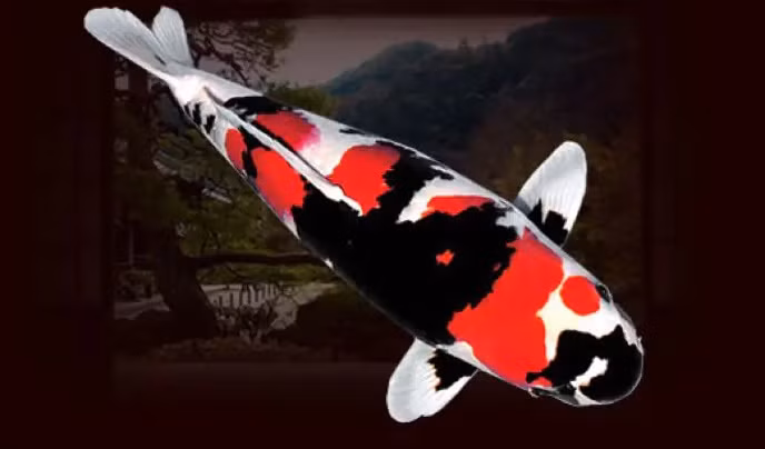 Chú chép Koi này đã được bán với giá 2,2 triệu USD (khoảng 49 tỷ đồng) và được cho là cá Koi đắt nhất thế giới. Ảnh: ishi