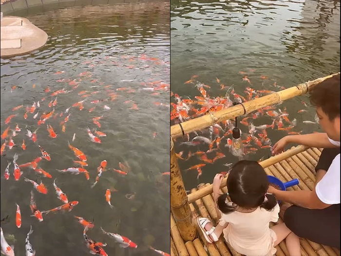 Mỗi khi về biệt thự nghỉ dưỡng, bé đều cùng ba chăm sóc cho đàn cá.