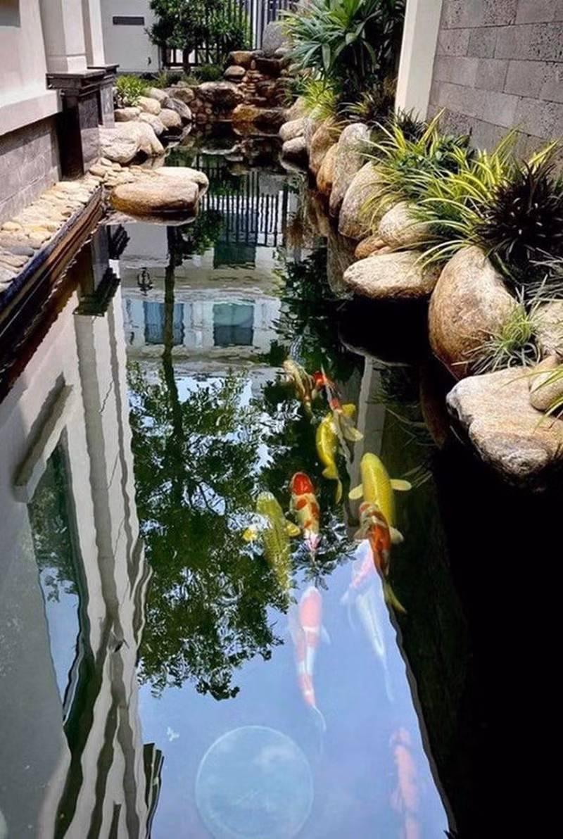 Ngoài vườn hồng đủ loại rực rỡ, khuôn viên nhà của MC Vân Hugo ở TP HCM còn có hồ cá Koi đắt đỏ.