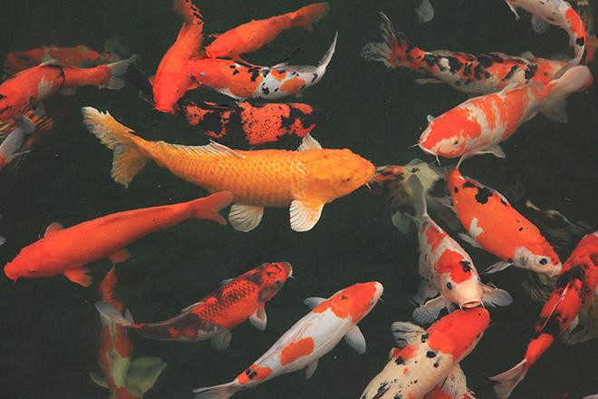 Kích thước của mỗi chú cá từ từ 40 – 90cm. Trong đó có 15 con có kích thước từ 80 – 90cm. Ảnh: Dân Việt