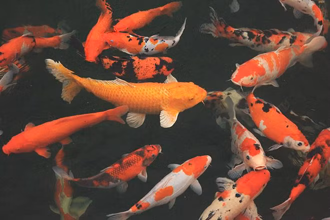 Kích thước của mỗi chú cá từ từ 40 – 90cm. Trong đó có 15 con có kích thước từ 80 – 90cm. Ảnh: Dân Việt