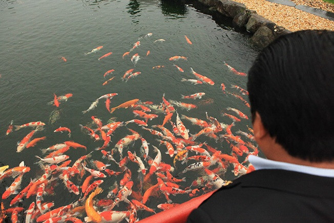 Để có được một số con cá Koi độc lạ, ông Dũng phải nhờ đến sự giới thiệu, giúp đỡ của những người uy tín trong số các nhà lai tạo Nhật Bản. Ảnh: Katahome
