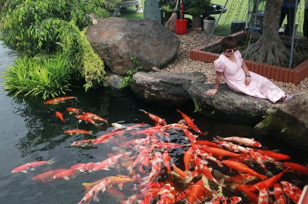 Ước tính, tổng giá trị đàn cá Koi khoảng gần 10 tỷ đồng. Ảnh: Dân trí