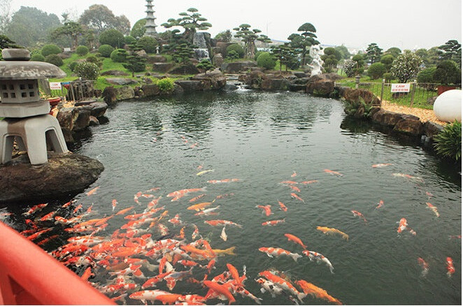 Hồ cá Koi được thiết kế theo hình bán nguyệt cảnh quan xung quanh được thiết kế hài hòa, gần gũi với thiên nhiên. Ảnh: Dân Việt