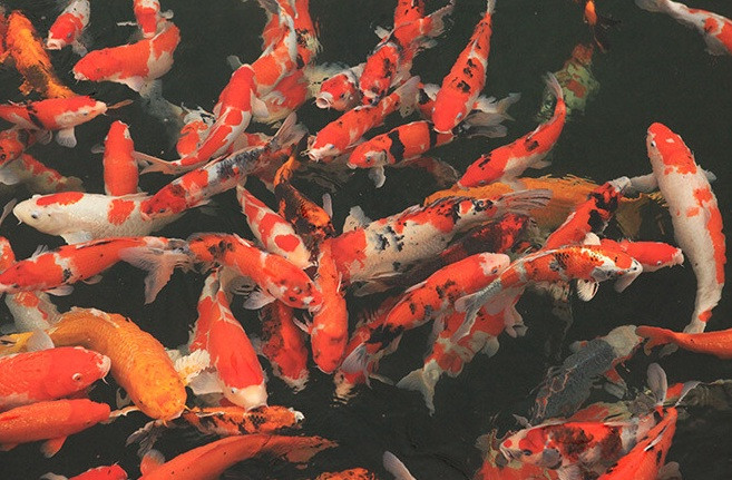 Gần 500 con cá Koi được nhập khẩu từ những trại cá danh tiếng tại Nhật Bản. Trong đàn có nhiều kích thước lớn được xếp vào hàng quý hiếm. Ảnh: Katahome