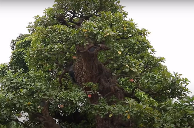 Do được tạo dáng bonsai cực đẹp nên gốc cây lộc vừng được đính giá cao ngất ngưởng. Ảnh: Dân Việt