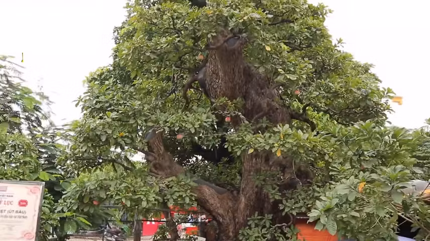 Theo giới thiệu, lộc vừng bonsai có tuổi đời hơn 100 năm, gồm 1 thân chính, uốn sửa theo kiểu dáng cây kiểng cổ thụ. Ảnh: Dân Việt