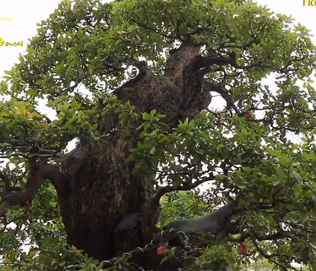 Không ít người cho rằng, cây lộc vừng bonsai xứng đáng với mức giá đó bởi vừa có bề ngoài bề thế, vừa có giá trị tuổi đời lại lập kỉ lục Guinness. Ảnh: Dân Việt