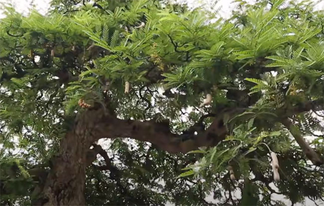 Theo chủ nhân, ở Việt Nam, không có cây me nào đẹp như cây này. Ảnh: Dân Việt