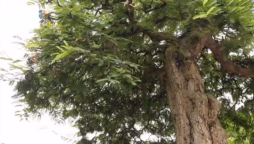 Ngoài cây lộc vừng 120 tỷ, trong vườn của ông Hùng Liệt còn có cây me kiểng cổ, dáng bonsai. Ảnh: VNN