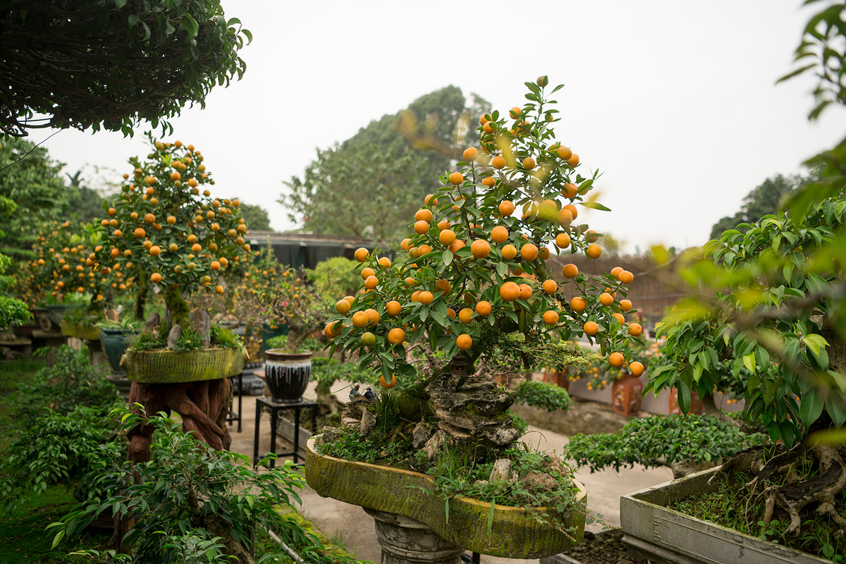 Bên cạnh đó, quất “thăng tiến”, lai ghép giữa quất truyền thống và gốc cây cần thăng cũng được nhiều người lựa chọn để chơi Tết năm nay. Ảnh: Dân Việt