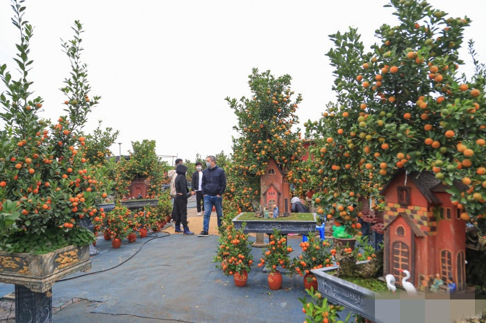 Đây là sản phẩm độc đáo của một nhà vườn ở Tứ Liên (Tây Hồ, Hà Nội). Ảnh: Báo giao thông