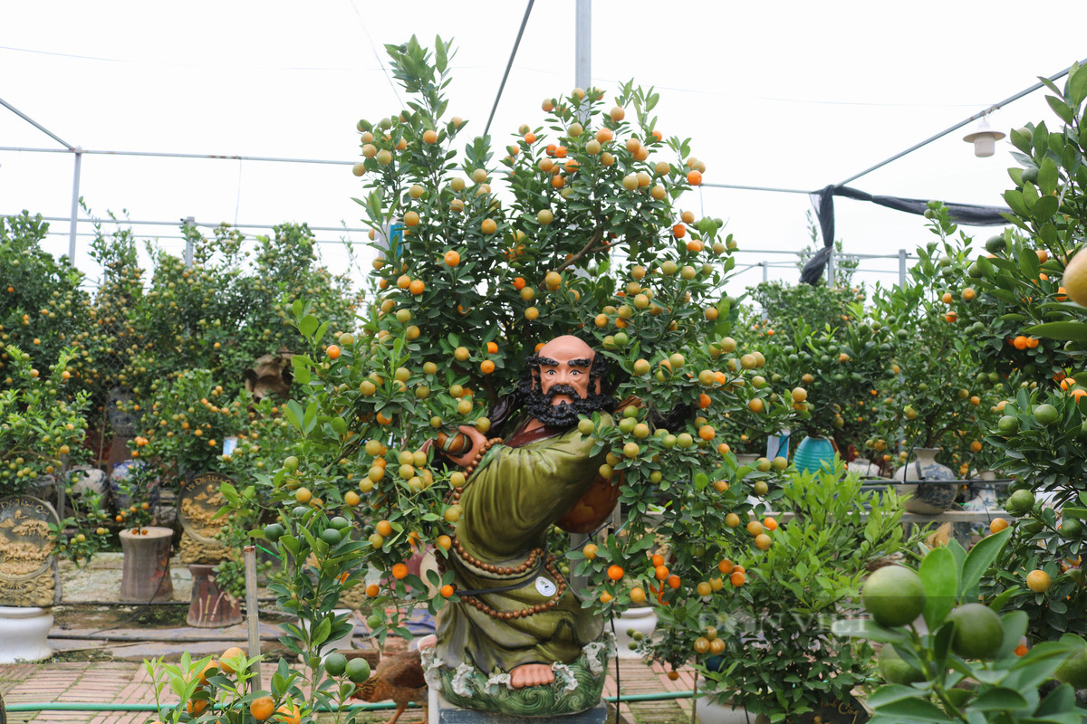 Dù không có nhiều mẫu cây tạo hình con hổ nhưng tại các nhà vườn cũng có rất nhiều chậu quất bonsai kiểu dáng khác như: dáng trực, long giáng, phụng chầu, thác đổ, ngũ phúc, tam đa, mẫu tử, huynh đệ, cá chép hóa rồng...Ảnh: Dân Việt