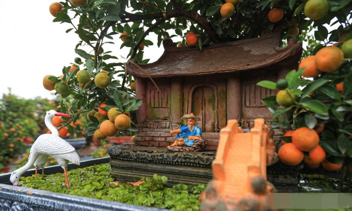 Những chậu quất "ôm nhà" độc đáo này có giá từ 10 - 20 triệu đồng tuỳ theo kích cỡ, thế, dáng. Ảnh: Báo giao thông.