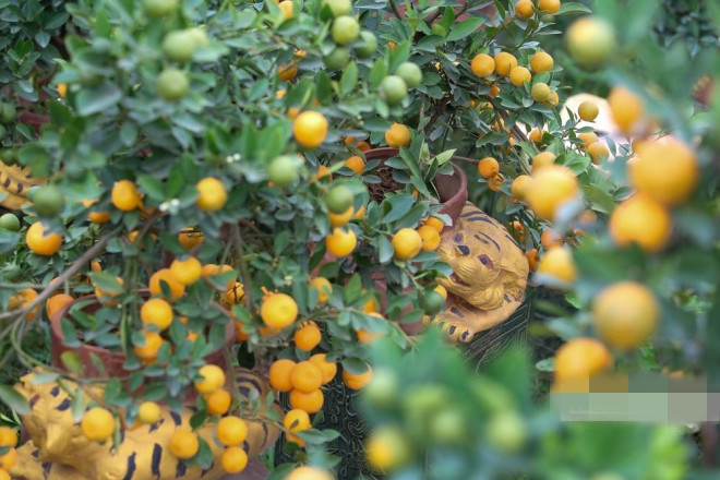 Năm nay, mẫu hổ ôm quất không được các nhà vườn mặn mà do tâm lý của nhiều người không muốn mang hổ vào nhà. Ảnh: Người đưa tin