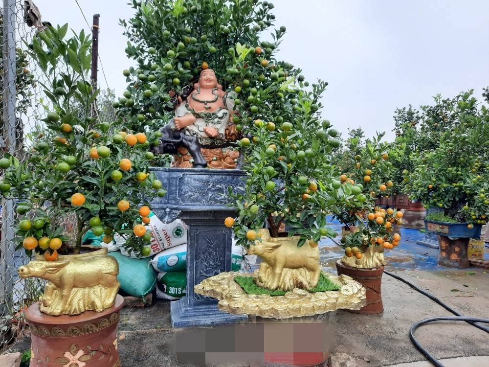 Nhiều nhà vườn còn mở bán online trên các trang thương mại điện tử và mang về số lượng khách tương đối khả quan. Ảnh: Lao động thủ đô