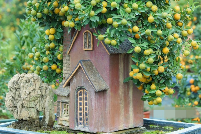 Không chỉ là mô hình nhà cấp 4 3 gian, người trồng quất tại đây còn mô phỏng lại những ngôi nhà cao tầng độc đáo. Ảnh: Người đưa tin