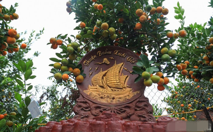 Chịu ảnh hưởng của dịch COVID-19 nhưng giá cây cảnh Tết không có nhiều biến động. Ảnh: Báo giao thông