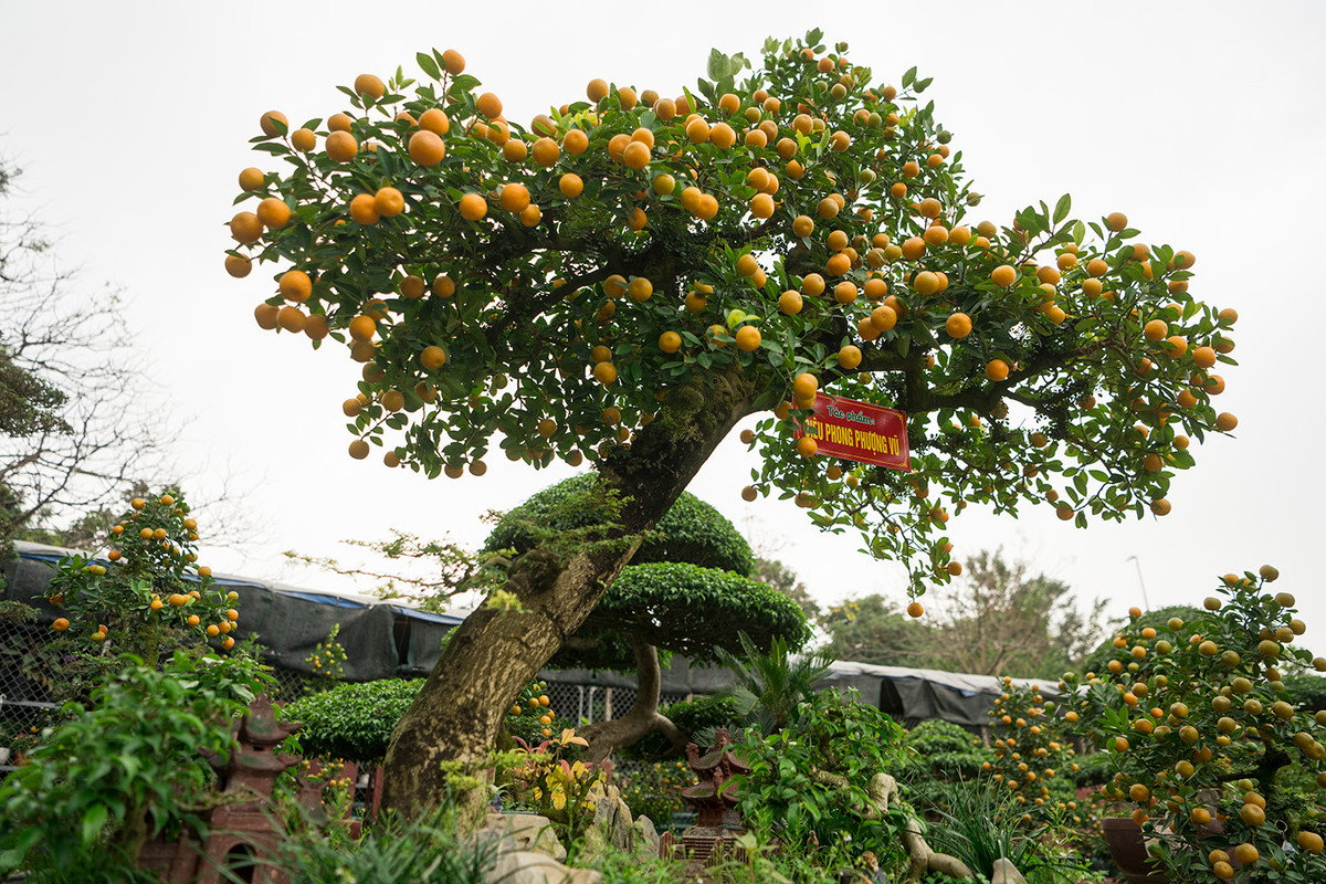 Trung bình mỗi chậu quất ghép phải mất khoảng 3 năm mới hoàn thiện. Tùy vào dáng thế và tuổi của cây mà có nhiều mức giá khác nhau, dao động từ 5 triệu đến hơn 100 triệu đồng. Ảnh: Dân Việt