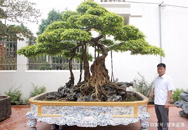 Cây sanh cổ 30 tỷ đồng của vị đại gia này từng xuất hiện trên báo Trung và được ưu ái gọi là “ngôi sao của giới cây cảnh Việt Nam”. Ảnh: Ailinpenjing