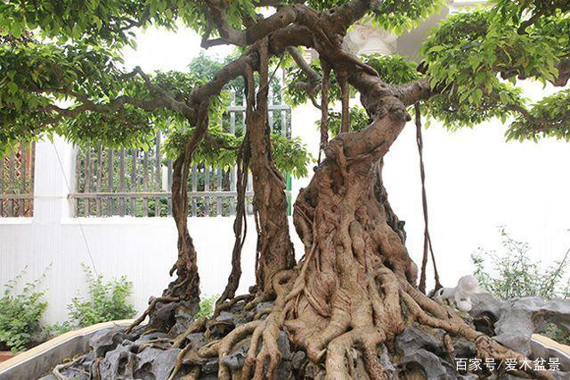 Thời điểm ấy, cây sanh được trồng trong sân vườn của hoàng cung. Do thân và rễ cây bện vào nhau tạo nên hình dáng của cây cung nên mới có tên gọi “Nỏ Thần”. Ảnh: Ailinpenjing