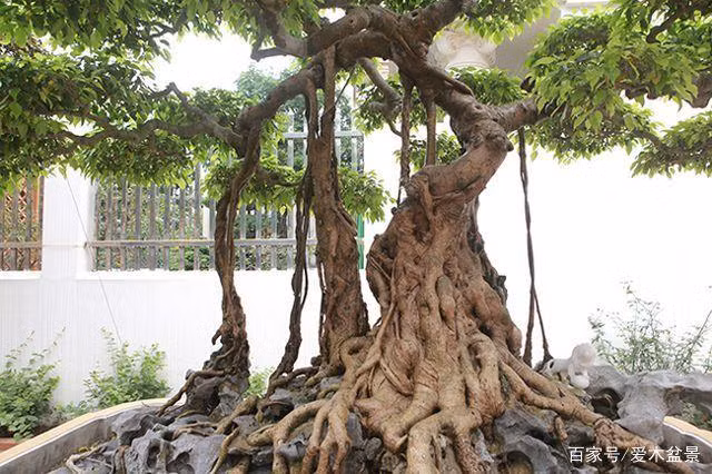 Thời điểm ấy, cây sanh được trồng trong sân vườn của hoàng cung. Do thân và rễ cây bện vào nhau tạo nên hình dáng của cây cung nên mới có tên gọi “Nỏ Thần”. Ảnh: Ailinpenjing