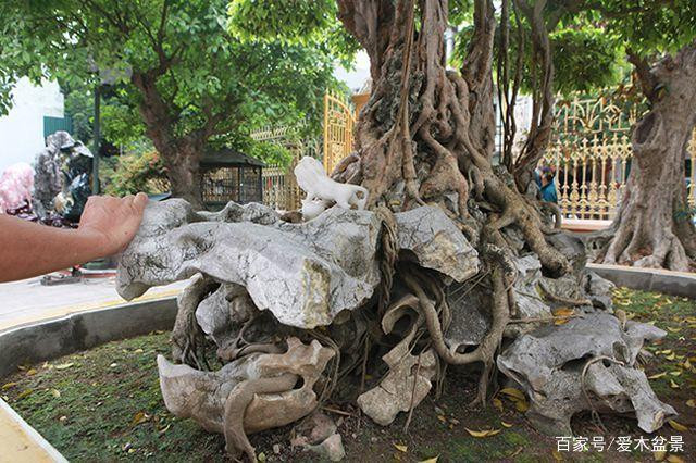 Cây sanh được trồng trên một khối đá trắng, rễ cây đã luồn lách qua những kẽ đá mất nhiều năm mới có được. Ảnh: Ailinpenjing