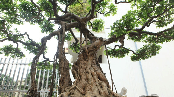 Từng có người trả giá tới 30 tỷ đồng nhưng ông Toàn quyết không bán. Ảnh: Dân Việt