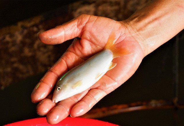 Cá có kích thước nhỏ từ 6,1-8,4 cm, trọng lượng từ 3,1-9,5g. Con lớn nhất đạt chiều dài 15 cm nhưng rất hiếm. Ảnh: Vietnamnet