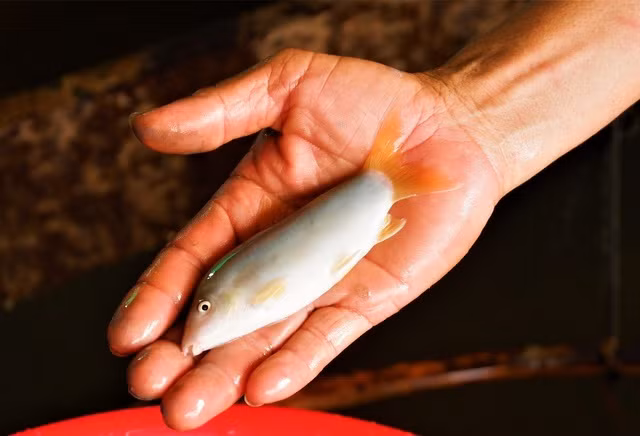 Cá có kích thước nhỏ từ 6,1-8,4 cm, trọng lượng từ 3,1-9,5g. Con lớn nhất đạt chiều dài 15 cm nhưng rất hiếm. Ảnh: Vietnamnet