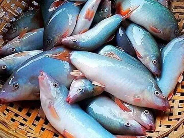 Trong khi đó, cá nuôi cũng phải mất tới 7 tháng mới thu hoạch được và rủi ro khi nuôi cũng rất cao. Ảnh: An Phu Pet