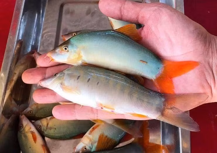 Dù rất đắt nhưng cá heo nước ngọt luôn trong tình trạng "cháy hàng", muốn mua phải đặt trước. Ảnh: Dân Việt