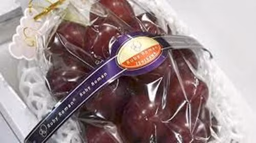 Một công ty kinh doanh nhà trọ suối nước nóng ở tỉnh Ishikawa trở thành chủ sở hữu chùm nho này. Chùm nho sẽ được đưa ra phục vụ du khách tới thuê trọ nhằm thúc đẩy du lịch địa phương. Ảnh: Bigasia