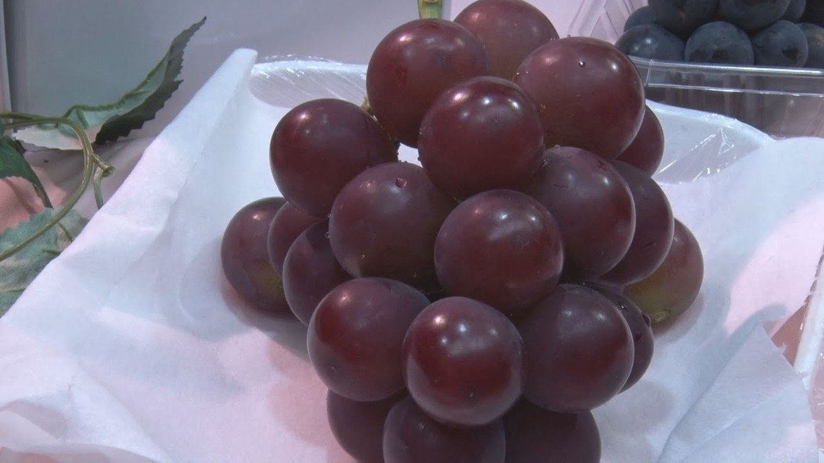 Năm nay, các nhà vườn trồng nho dự kiến đưa ra thị trường khoảng 30 nghìn chùm nho trước khi mùa vụ kết thúc vào cuối tháng 9 tới. Ảnh: Japantimes