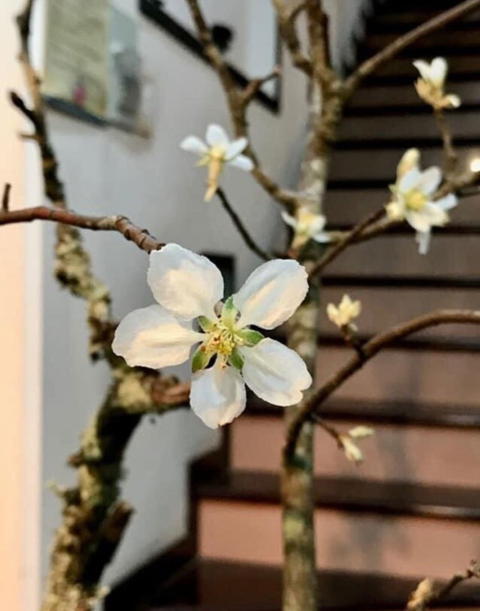 Hoa tao meo Tay Bac xuong pho hut dan me hoa dat mua-Hinh-4