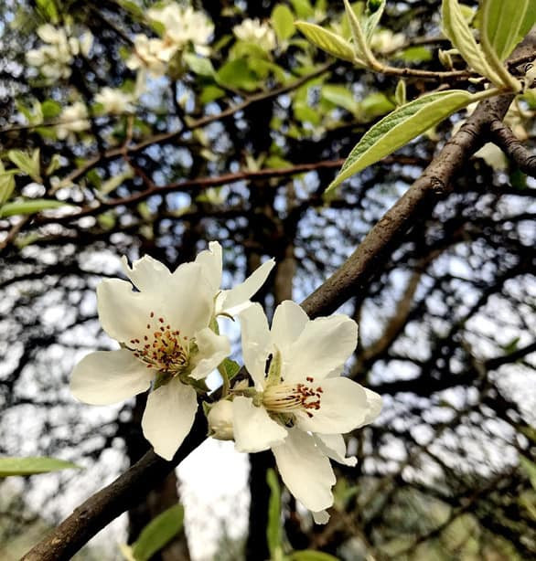 Hoa tao meo Tay Bac xuong pho hut dan me hoa dat mua-Hinh-3