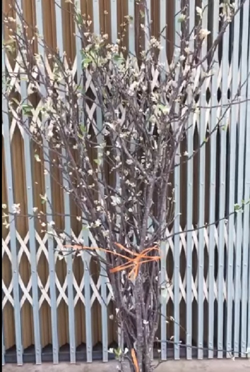 Hoa tao meo Tay Bac xuong pho hut dan me hoa dat mua-Hinh-2