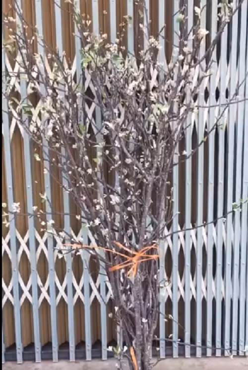 Hoa tao meo Tay Bac xuong pho hut dan me hoa dat mua-Hinh-2