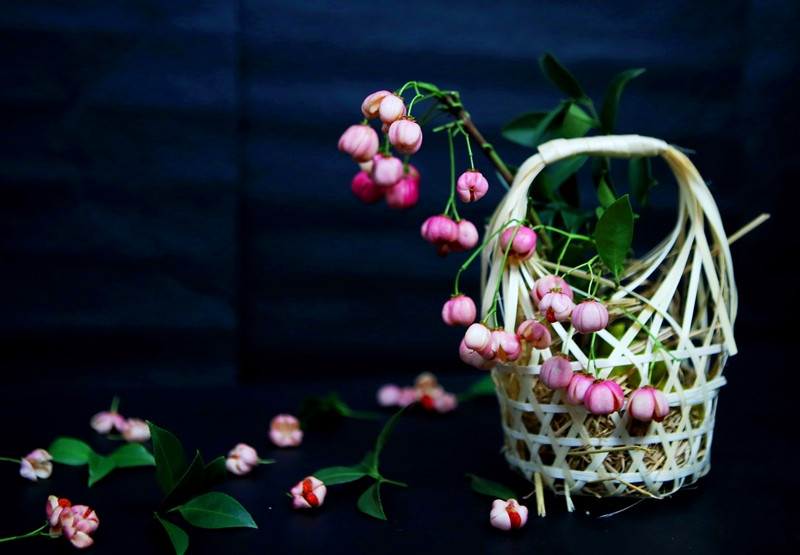 Lần đầu tiên xuất hiện tại Hà Nội, cành lồng đèn thu hút sự chú ý của chị em bởi từng chùm quả sai trĩu, lấp ló ‘khoe’ mình trong tán lá xanh...