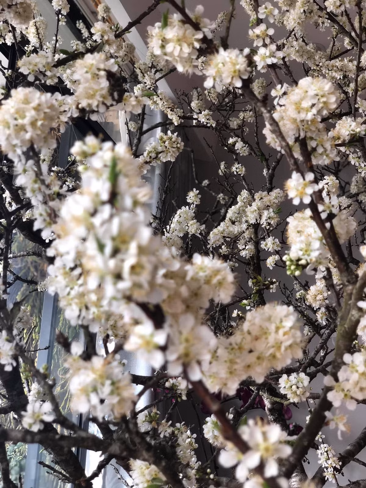 Khi mới mua về, những cành mận rừng mốc meo tưởng như củi khô. Tuy nhiên, sau khoảng vài tuần, cành mận trổ oa trắng cả một góc nhà.